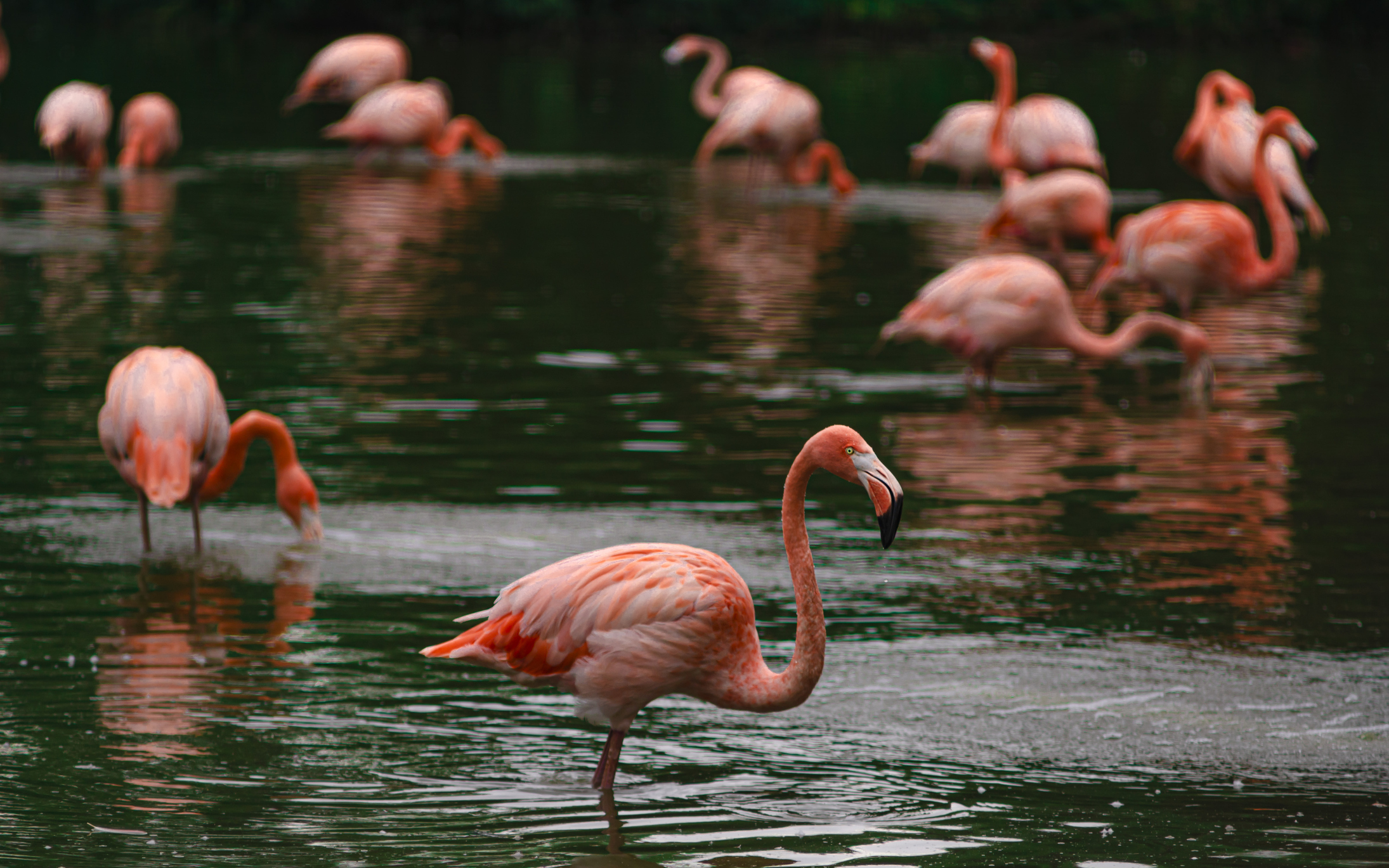 Flamingos at Chester Zoo. England romantic hotels zoo